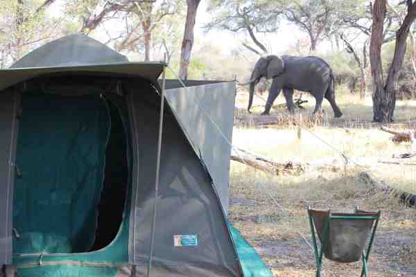 elephant in my camp